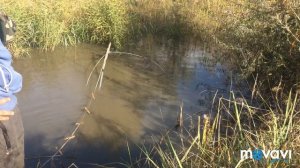 ЛУЧШАЯ РЫБАЛКА В МОЕЙ ЖИЗНИ НА ПАУК !!    КИЛОГРАММОВЫЕ ТОЛСТОЛОБИКИ НА ПОДЪЁМНИК ! РЫБАЛКА НА ПАУК