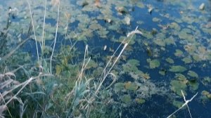 Охота с венгерской выжлой по перу в 2021 году.