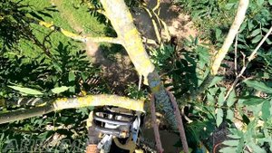 Режем ясень над сараями Cutting the ash tree over the sheds