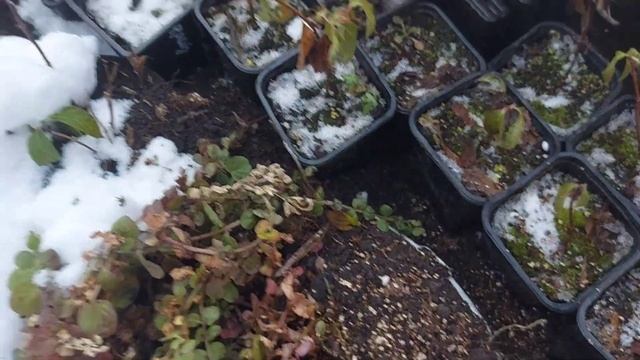 Ура! ?Всех малышей гортензий уложила спать на зимовку? смотреть онлайн