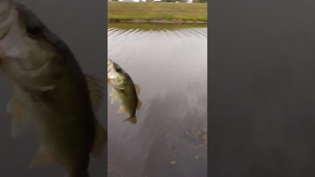 #catchandrelease #fla #bassfishing #backyardfishing  canal fishing rainy dayz