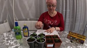 Рассада виолы не растёт.Чем подкормить?15.03.2021