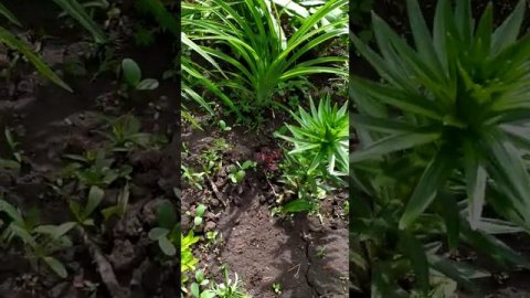 Кислица крастнолистная пурпуролистная- сорняк