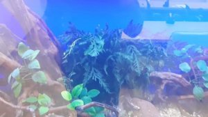 Аквариум 1000 литров. Красивое оформление и многое другое