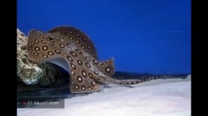 10 интересных фактов об электрических скатах