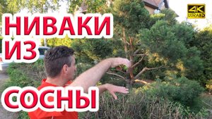 Делаем НИВАКИ ИЗ ОБЫЧНОЙ СОСНЫ 5 лет формировки бонсай. Топинарная стрижка сосны