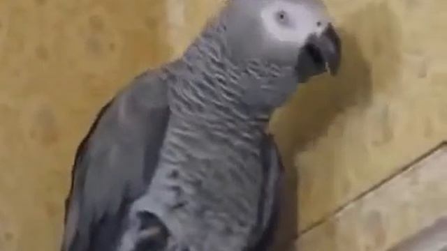 Попугай ищет кошку..забавно правда же)) смотреть онлайн