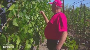 Мой виноградник  1 часть 2021 г