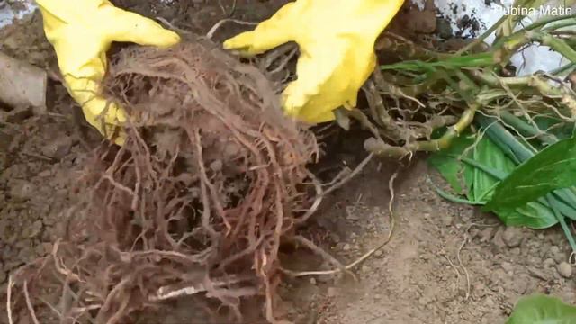 How to Make Syngonium Plant Bushy | Care & Propagation of Syngonium | Repotting Arrowhead | RMG смотреть онлайн