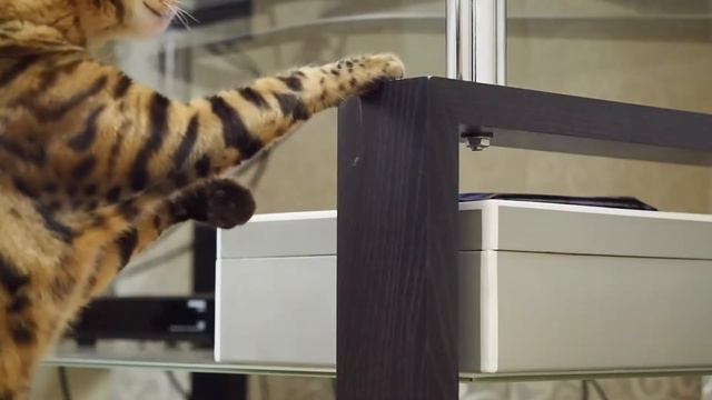 5 Уроков по Фотосъемке Кота от Симбы