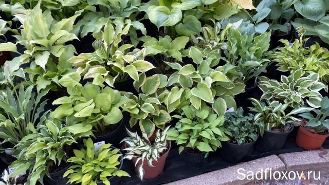 Моя хостовая поляна смотреть онлайн