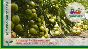 Настоящий томатный бум! Малиновая империя в Челябинске.