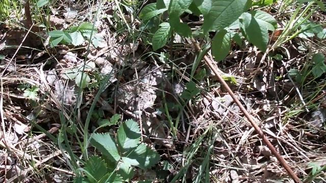 Пищевые возможности луговых дикоросов. Приготовление хвоща полевого. смотреть онлайн