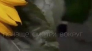 Нашид Тоска  С переводом