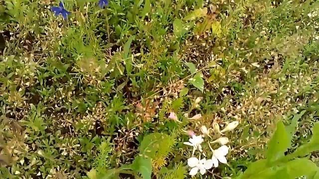 живокость полевая сокыркы дельфиниум смотреть онлайн