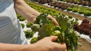 Мини-салат Гном