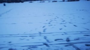 Тест драйв самодельного снегохода для рыбалки с двухтактным двигателем объёмом 62 куб. сантиметра