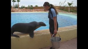 Attica Park - Seal Show | Athens, Greece