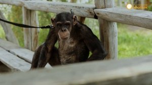 Выпуск №4 «Шимпанзе»