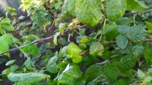 Обзор МАЛИНЫ в сентябре + обнаружен вредитель - ГАЛИЦА