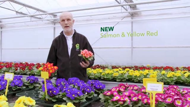 Primula acaulis Paradiso & Primula polyanthus Perola смотреть онлайн