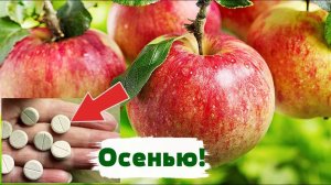 Соседи глаз не сводили с моих яблок! Осенью обработала яблони и груши от парши этими таблетками!