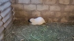 Сено , как формировать семью нутрий , самцы на племя!!!