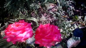 Чайно гибридная роза Дабл Делайт(Двойное Удовольствие),(Double Delight) ANDeli.