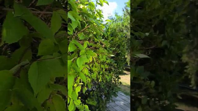 База отдыха "Лаванда" Кабардинка смотреть онлайн