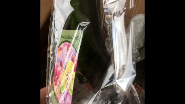 Посылка с отцветшими орхидеями - 15.09.2021. смотреть онлайн