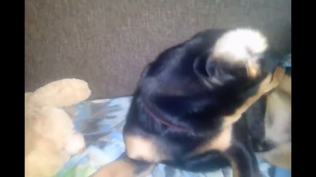 #МояСобака🔚РЕАКЦИЯ СОБАКИ НА МЯУКАНЬЕ КОШКИ.