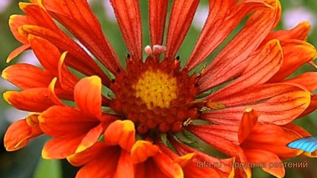 Гайлардия гибридная Френзи (gaillardia hybrida frenzi) ? обзор: как сажать, саженцы гайлардии Френз