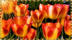 Красивые тюльпаны - весенняя мелодия тюльпанов. Видео Тюльпаны