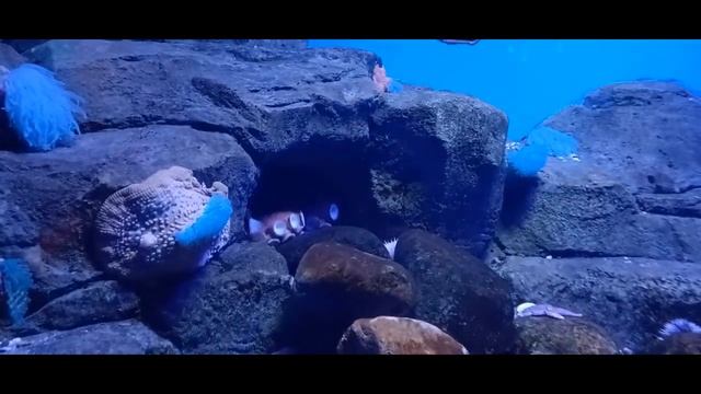 часть 1 Гигантский осьминог. Москвариум в Москве смотреть онлайн