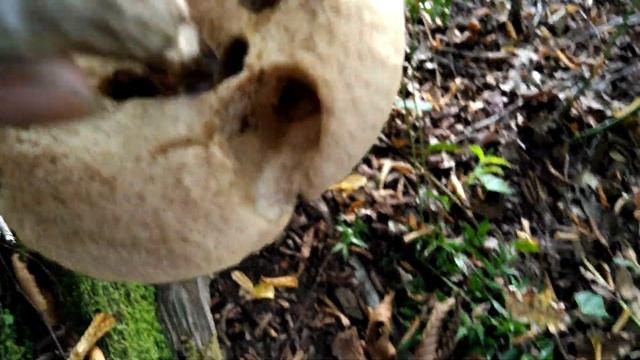 ? Где в Сочи собирать грибы! смотреть онлайн