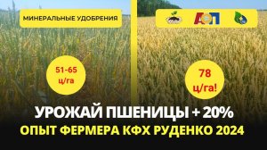 Прибавка 20% на озимой пшенице. Опыт КФХ Руденко 2024