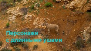 Камиль Сен-Санс "Карнавал животных"