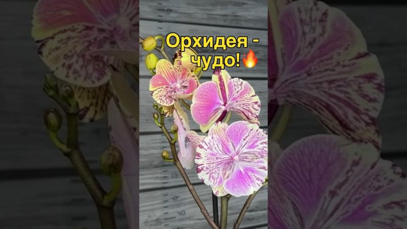 #орхидеи #орхідеї #цвітіння #новаяпоставка