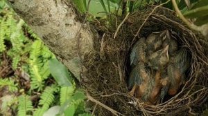 Птицы откажутся от птенцов, если до них дотронется человек! Можно ли подбирать выпавших птенцов?