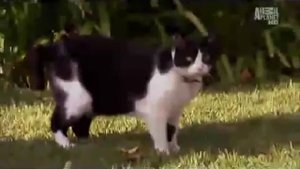 Мэнская кошка