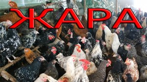 Как спасти птицу в жару? Самый простой метод