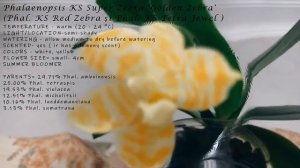 My Orchid Encyclopedia - Phalaenopsis KS Super Zebra 'Golden Zebra'