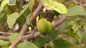 Главные секреты выращивания слив в суровых условиях Урала.