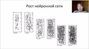 Как развивается детский мозг. Что действительно важно успеть до трех лет