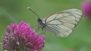 Бабочка. Боярышница  ( Aporia crataegi )