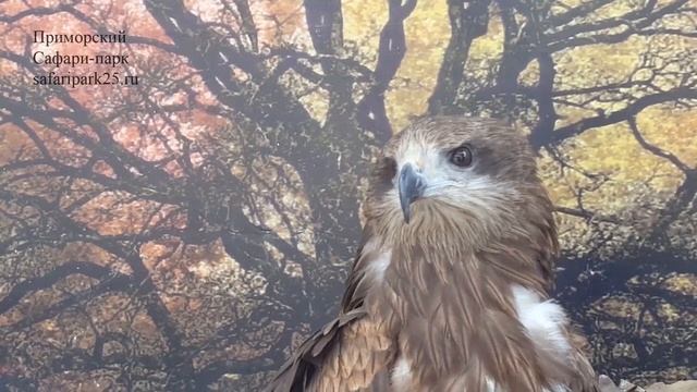 Чёрный коршун по кличке Коша в Приморском Сафари-парке смотреть онлайн