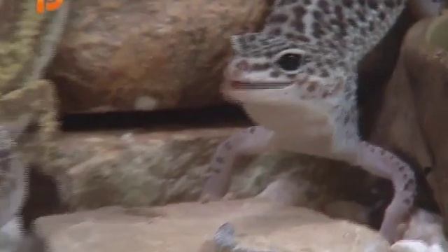 Содержание пятнистых эублефаров и краткое описание вида смотреть онлайн