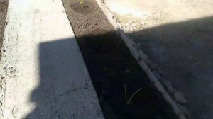 Урожай краснодарского края.  Чернозём. Садовый рынок. Чем засыпать участок? Что почём.