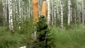 Заготовка бересты