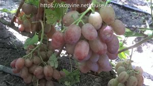 Сорта винограда Подарок Ирине 2017